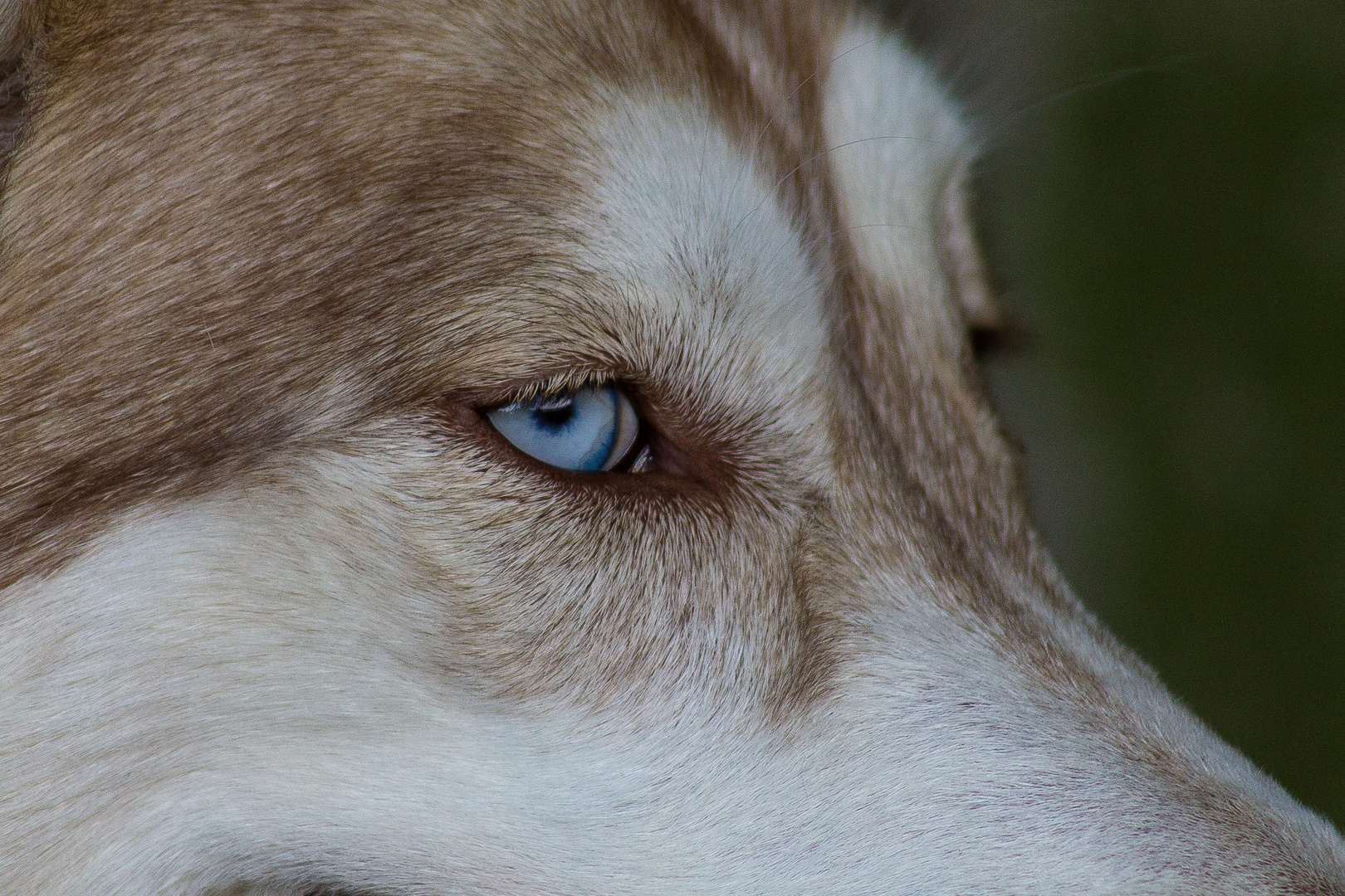 Blue Eye