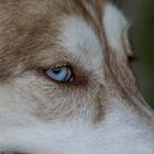 Blue Eye