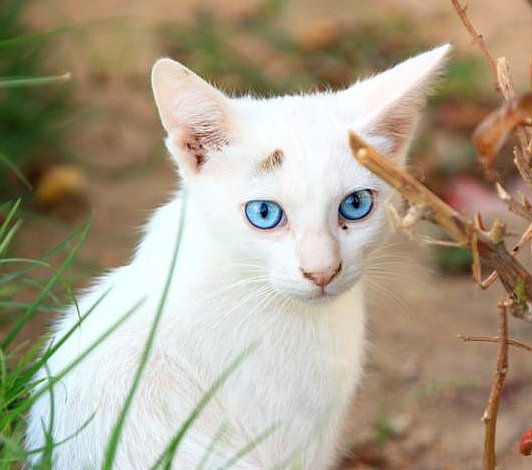 Blue-Eye-Cat