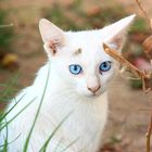 Blue-Eye-Cat