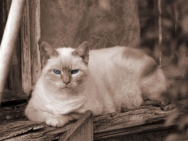 blue-eye-cat