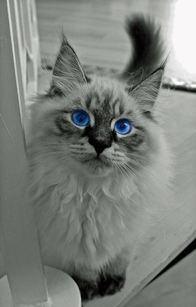 Blue Eye Cat