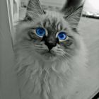 Blue Eye Cat