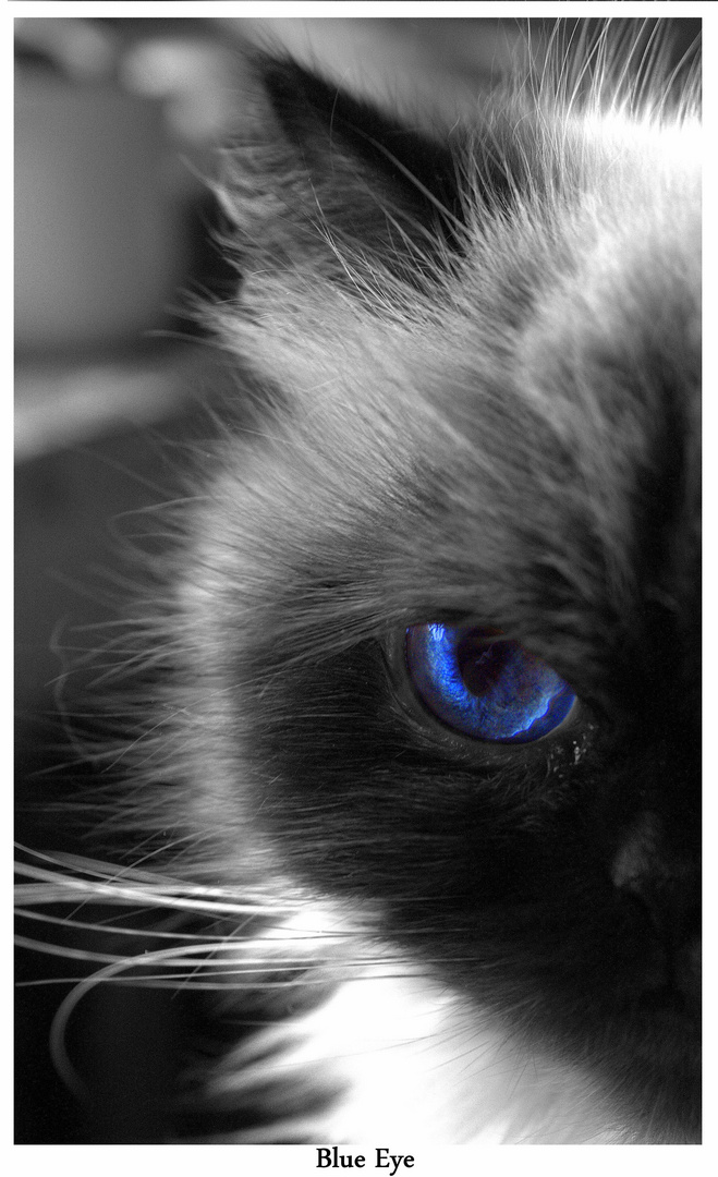 *Blue Eye*