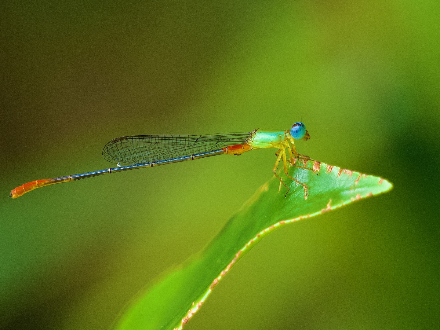 Blue Eye Dragonfly
