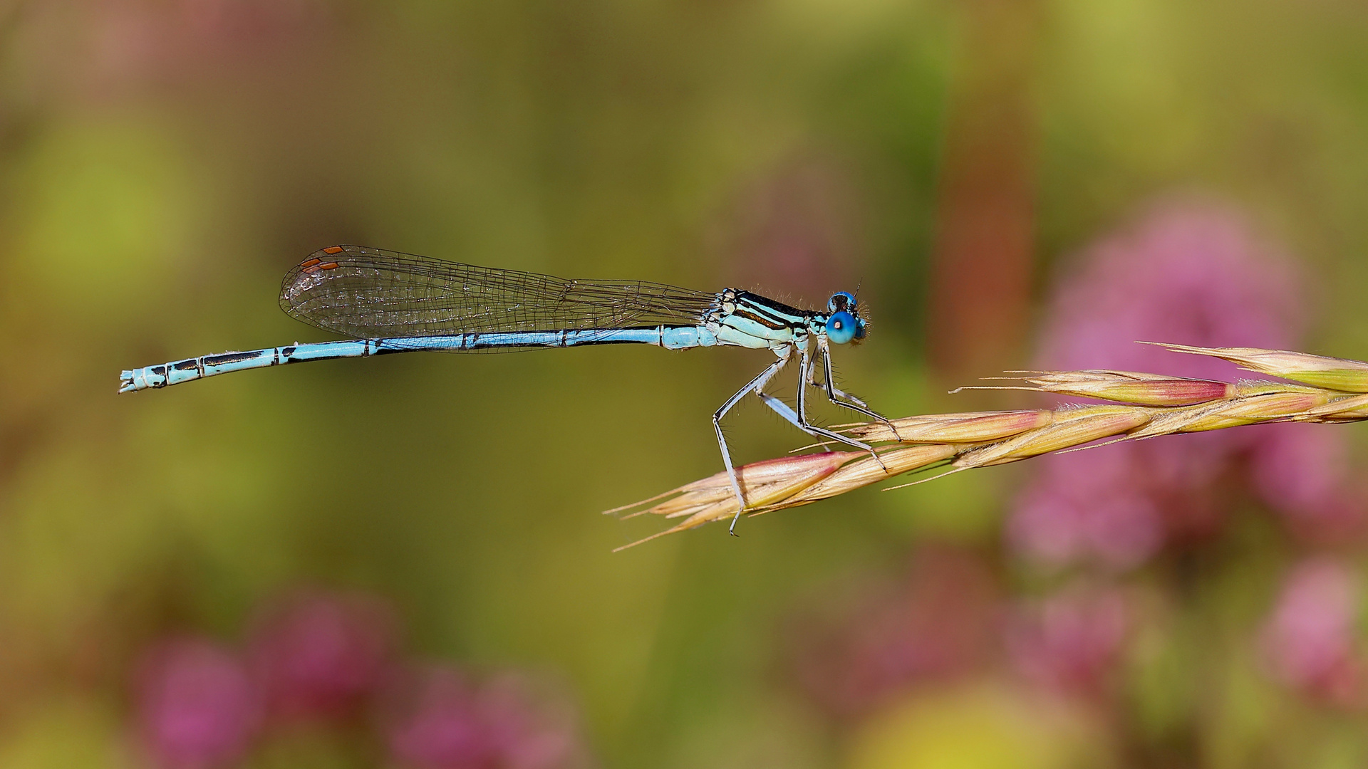 Blue eye No.2