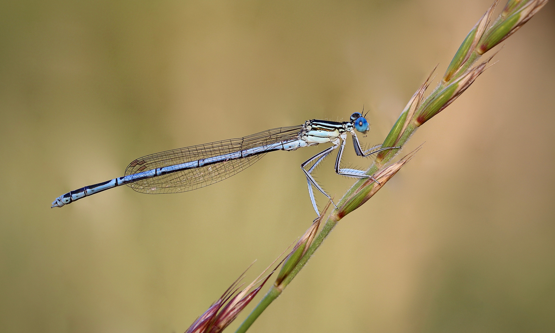 Blue eye No.3