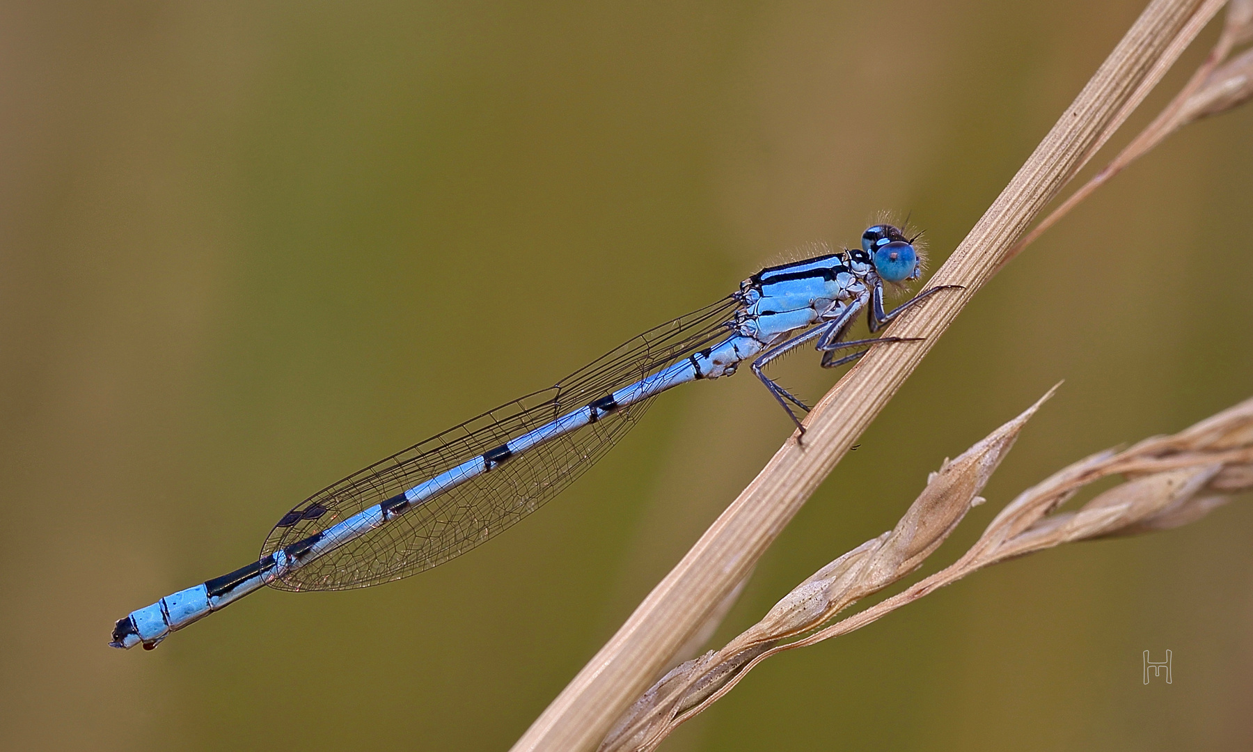 Blue eye No.4