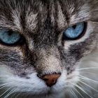 Blue eyed cat-2