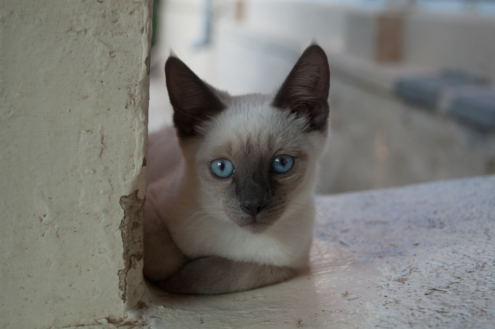 Blue Eyed Cat