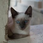 Blue Eyed Cat