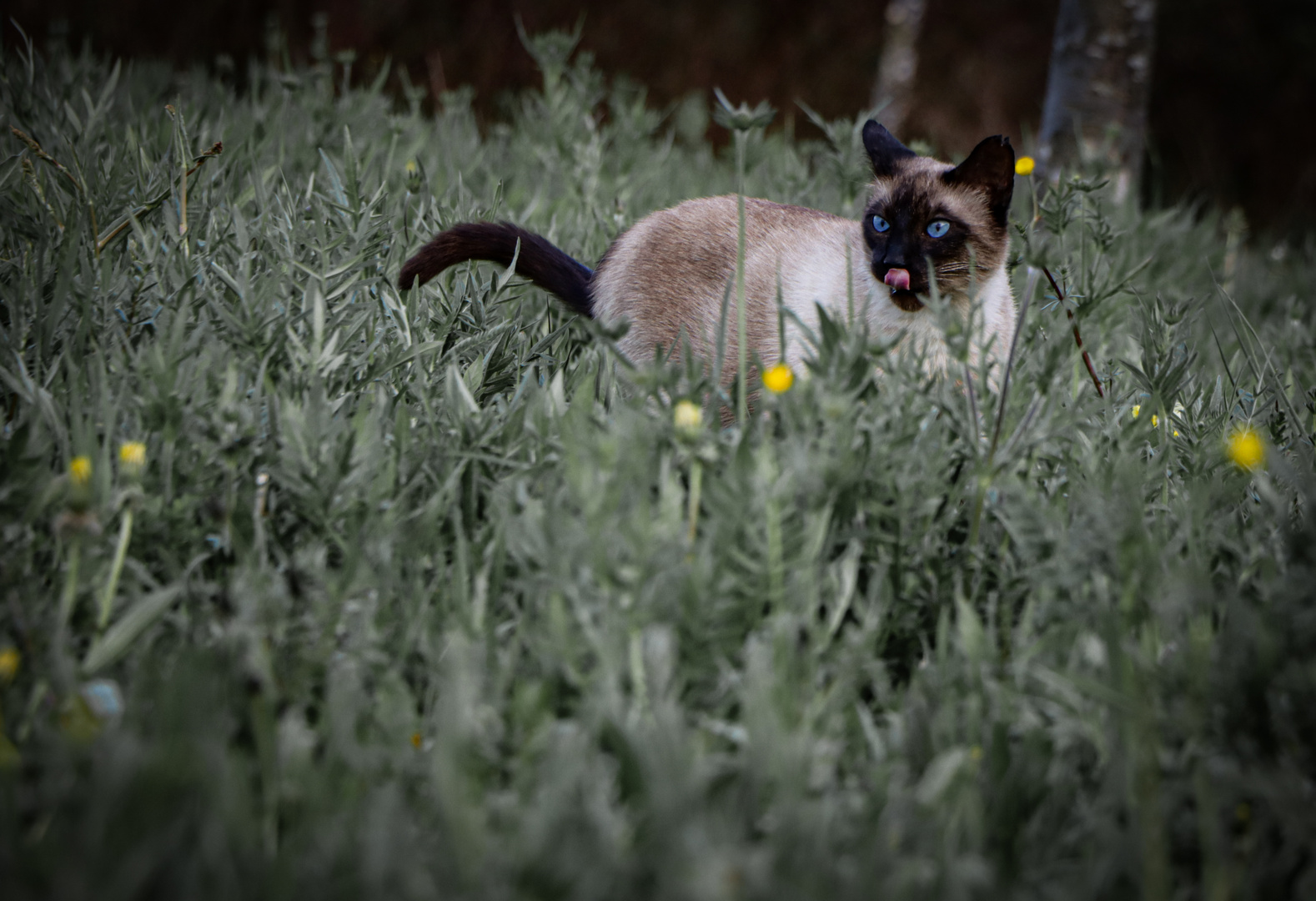 blue eyed cat