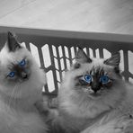 Blue Eyed Cats