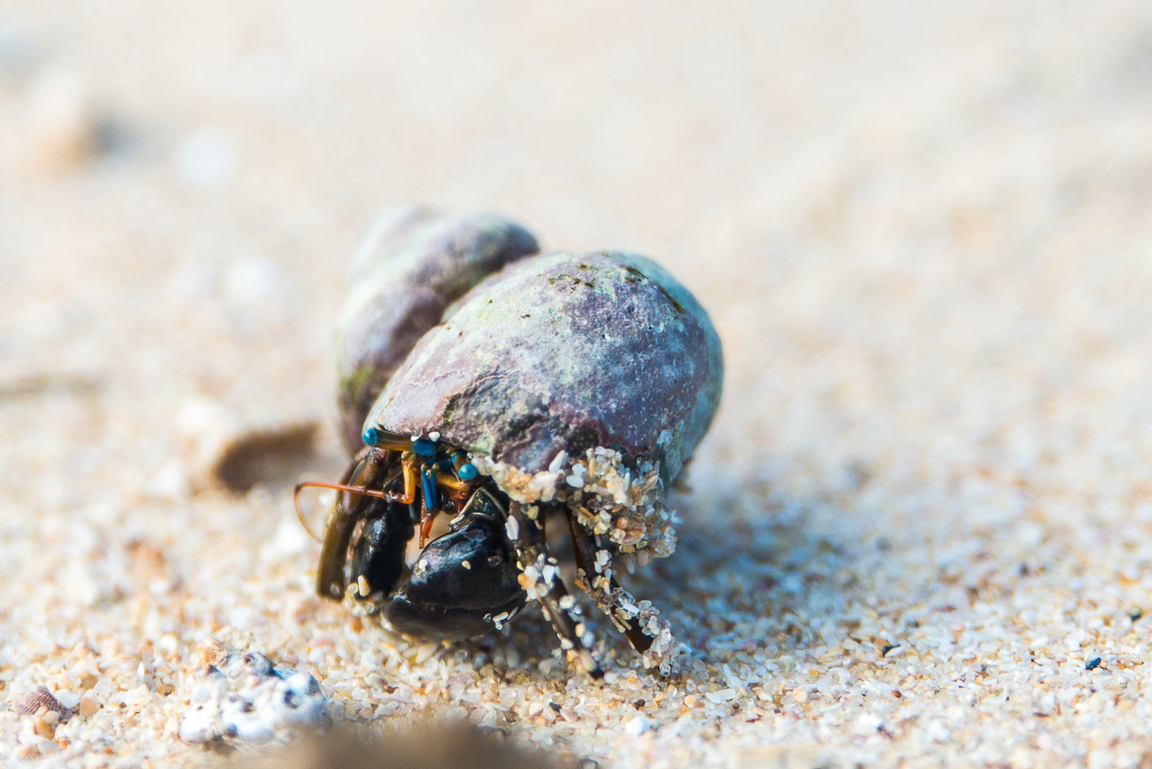 Blue Eyed Crab