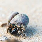 Blue Eyed Crab