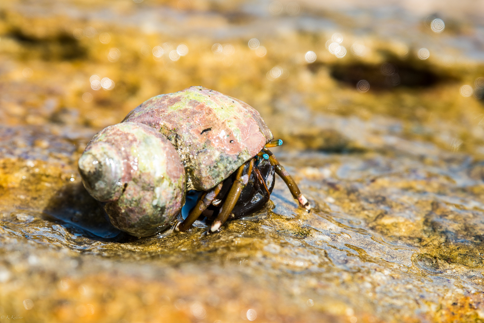 Blue Eyed Crab 2