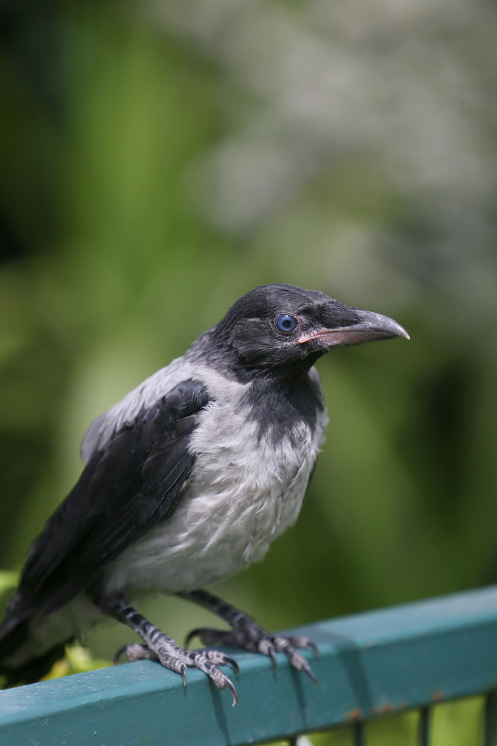 Blue Eyed Crow