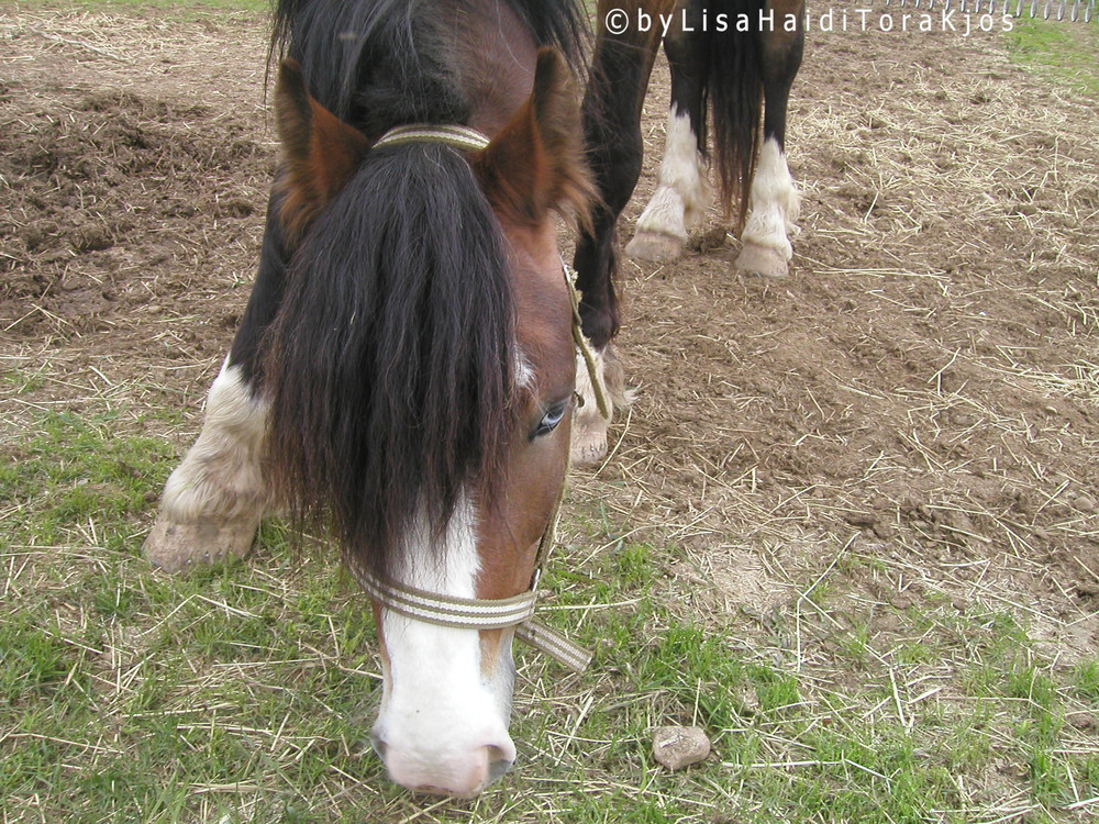 Blue eyed horse :*