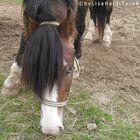 Blue eyed horse :*