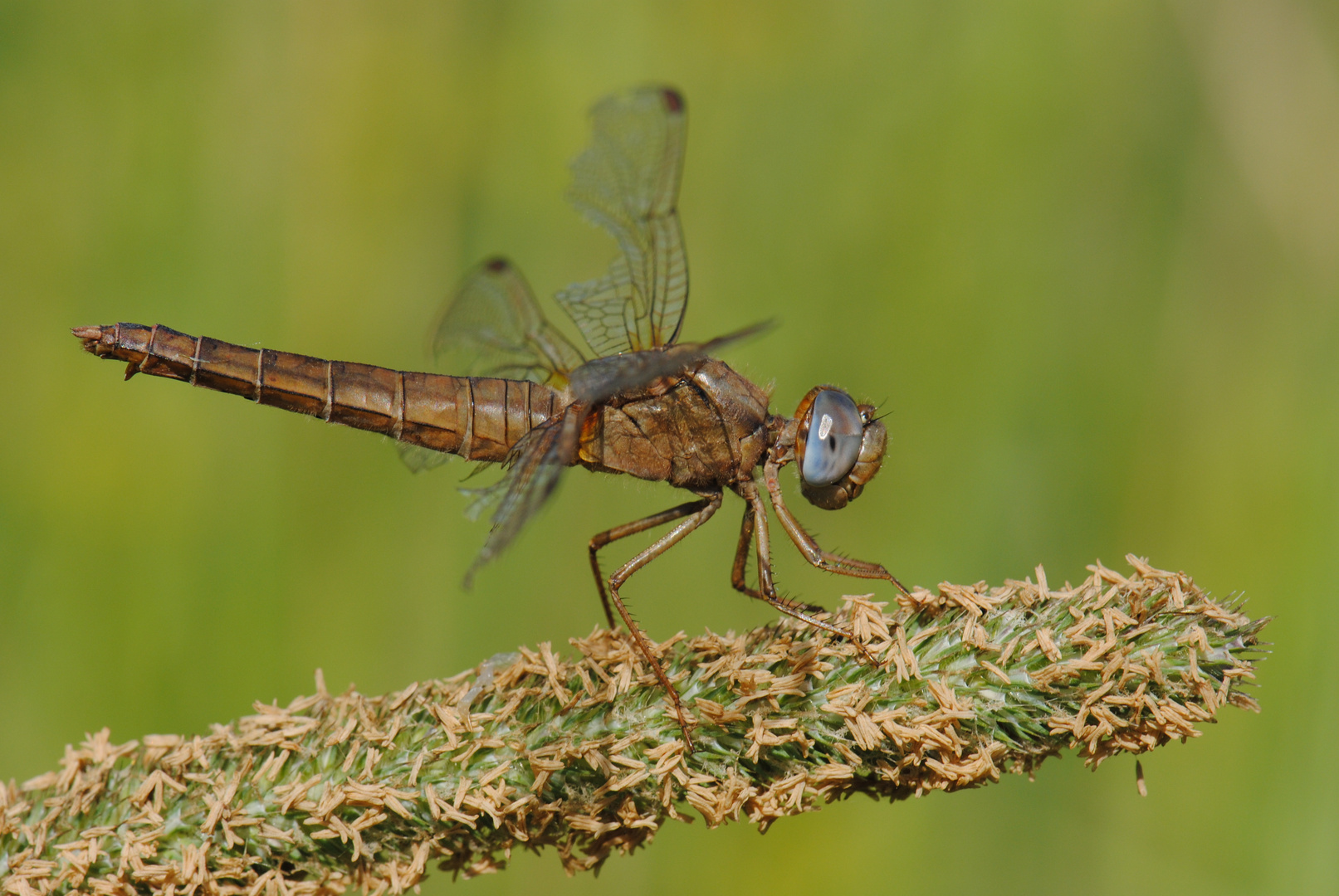 ~ Blue Eyed Hunter ~ (Crocothemis erythraea, w)