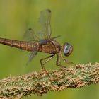 ~ Blue Eyed Hunter ~ (Crocothemis erythraea, w)