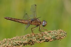 ~ Blue Eyed Hunter ~ (Crocothemis erythraea, w)