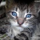 Blue eyed kitten