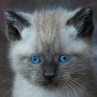 blue eyed kitten