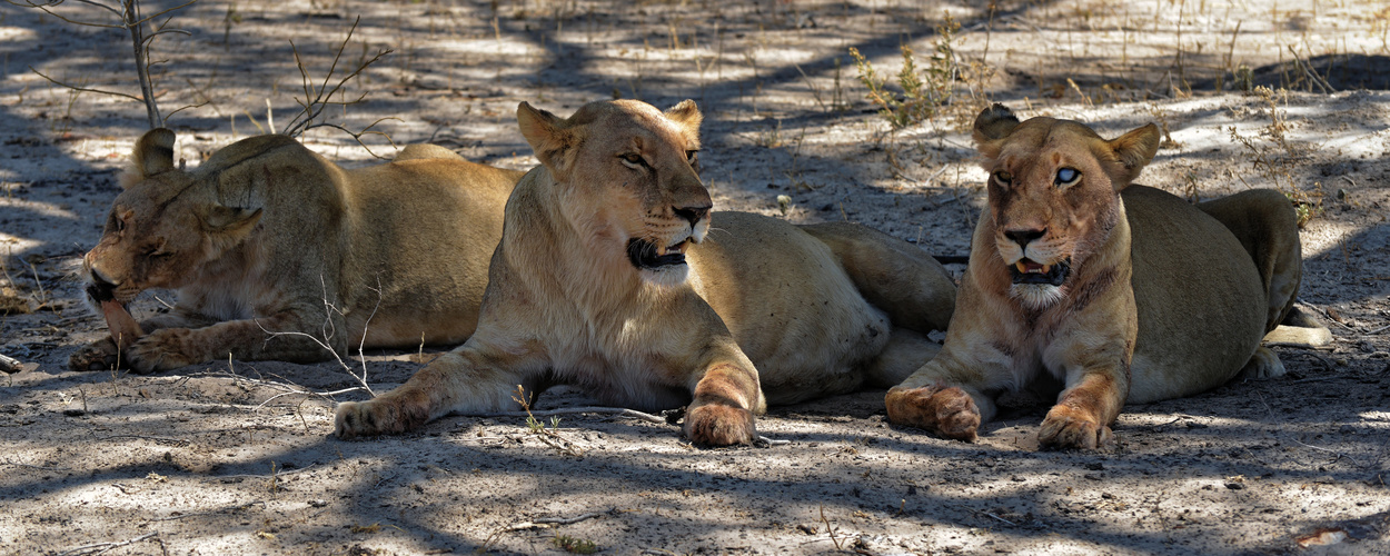 Blue Eyed Lion