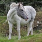 Blue-eyed pony