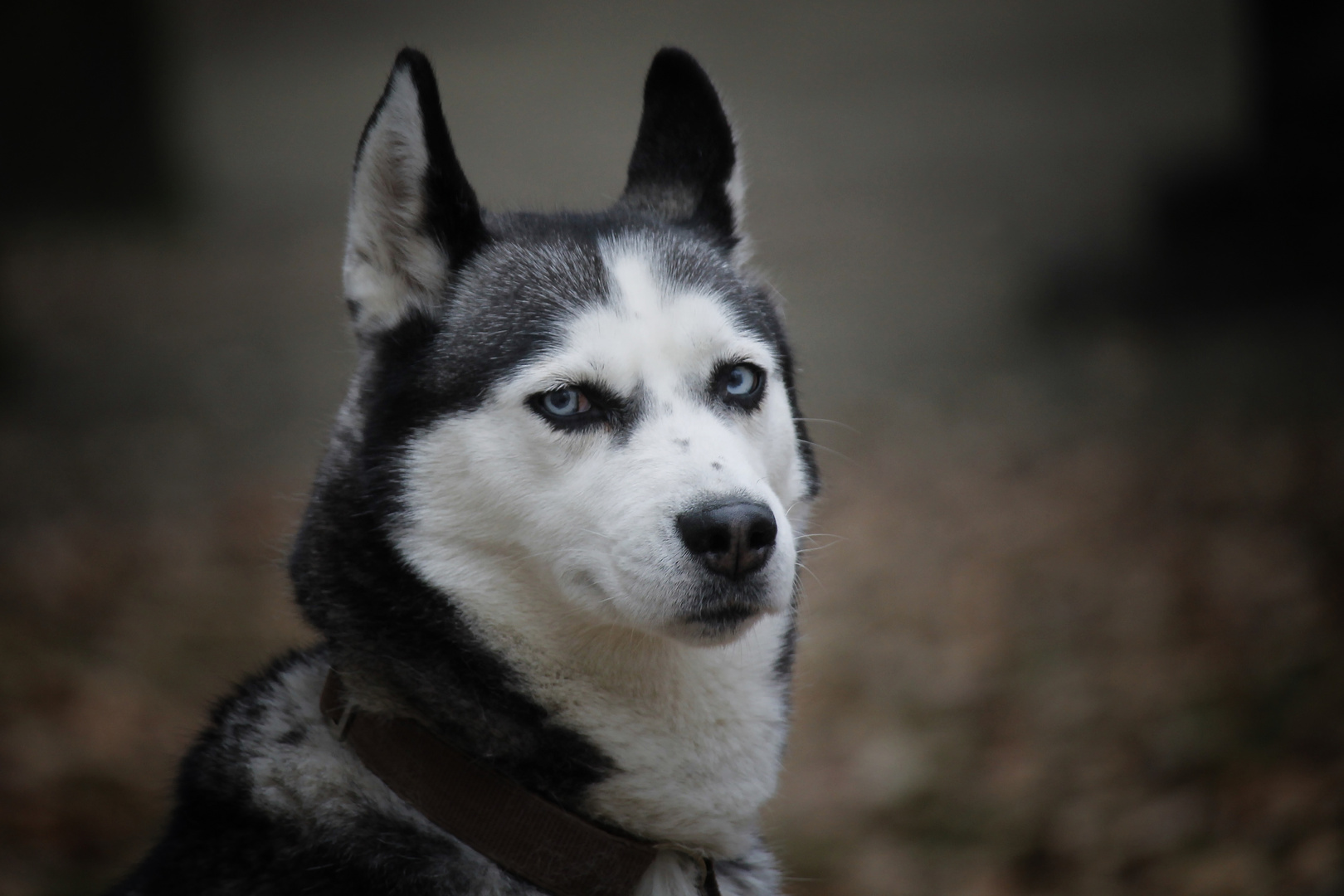 blue eyed sled dog