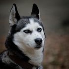 blue eyed sled dog