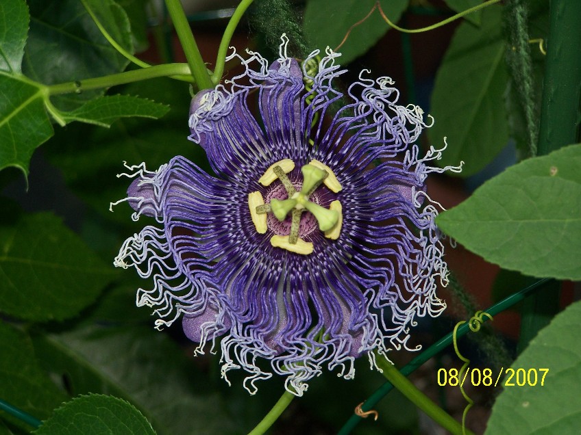 BLUE-EYED SUSAN PASSIFLORA VINE