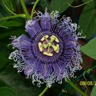 BLUE-EYED SUSAN PASSIFLORA VINE