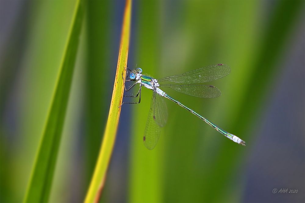 Blue eyes