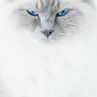 Blue Eyes