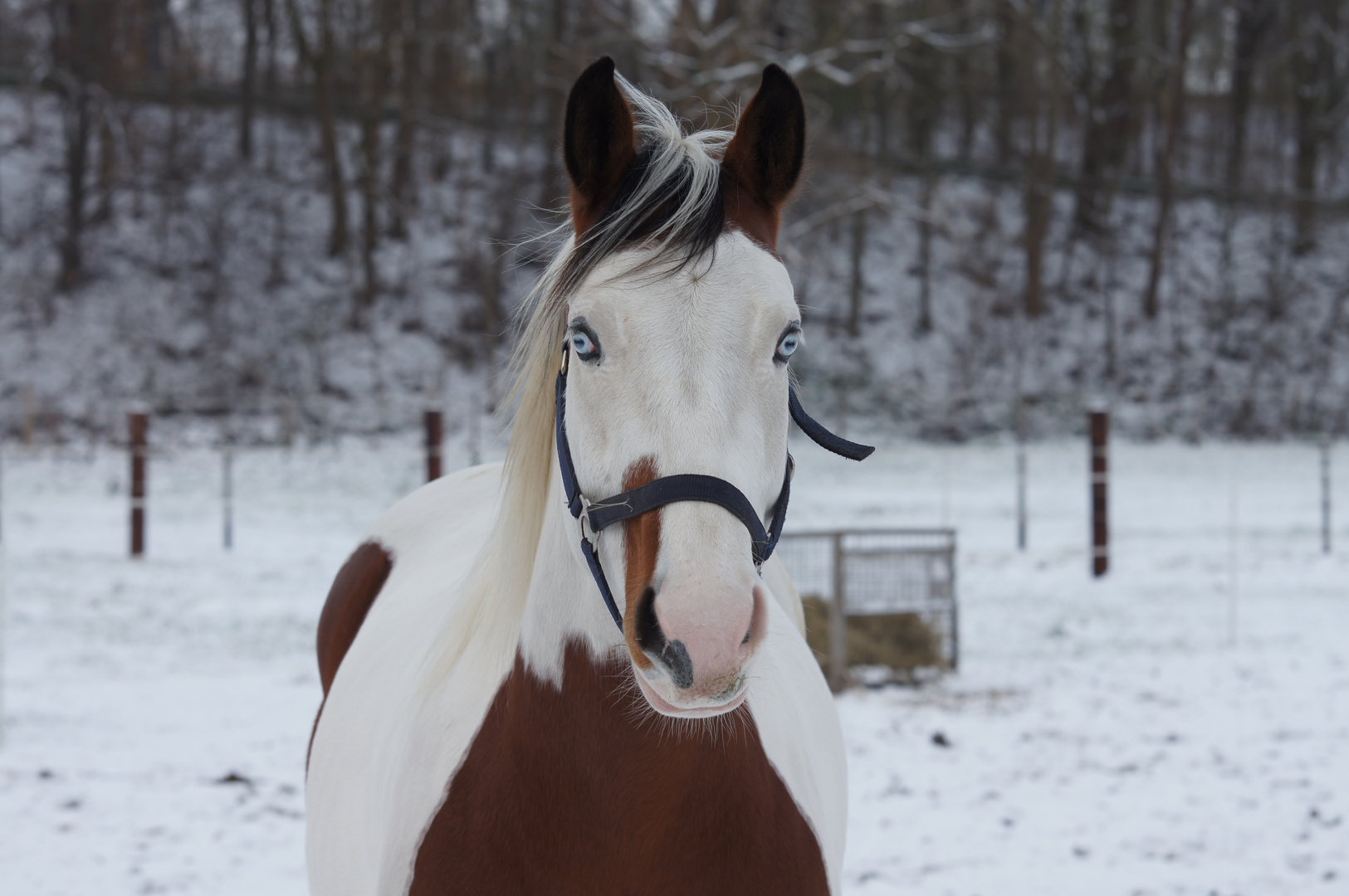 Blue Eyes