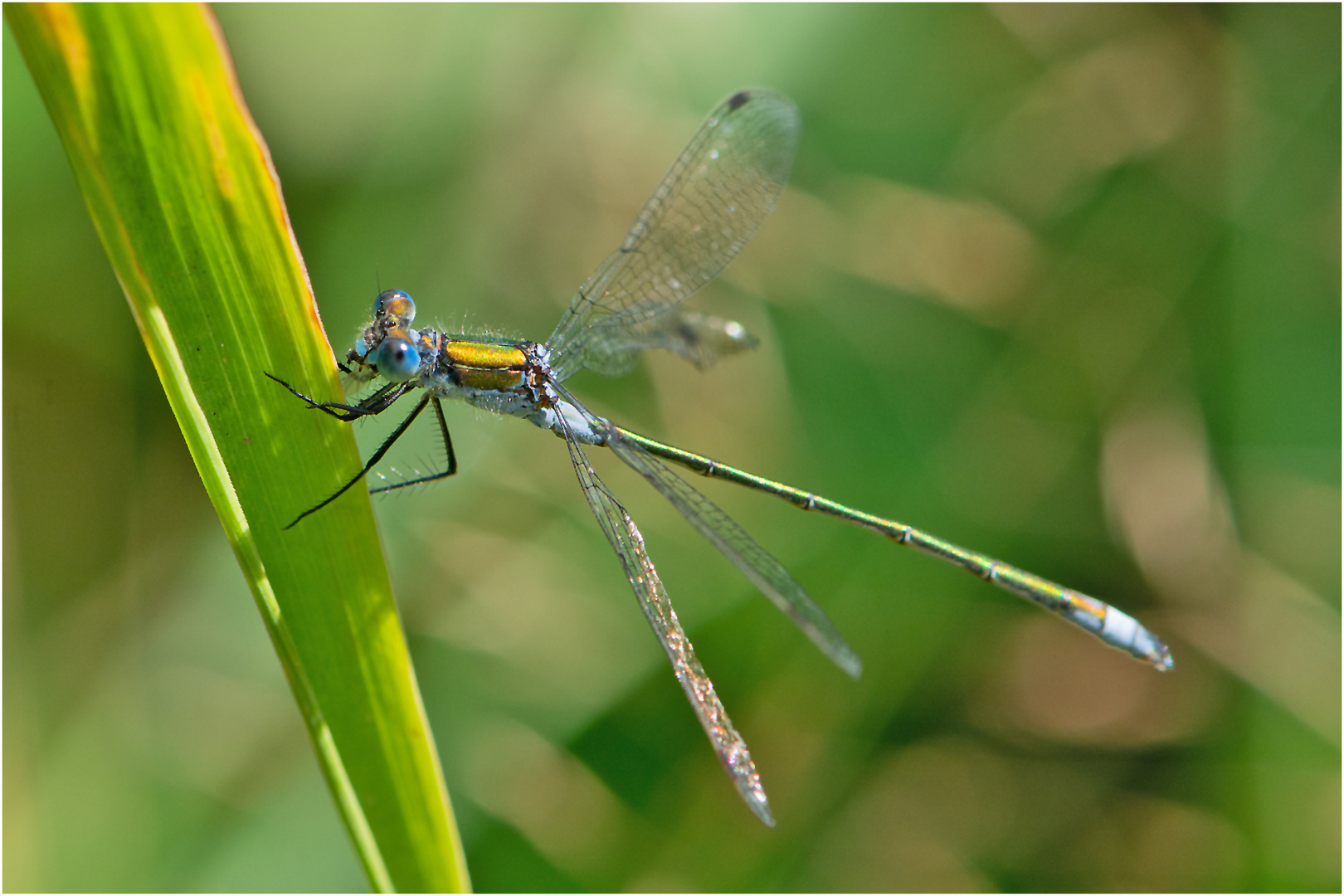 "Blue eyes" . . .