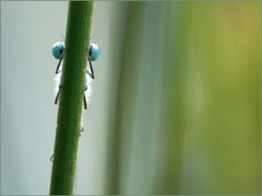 blue eyes