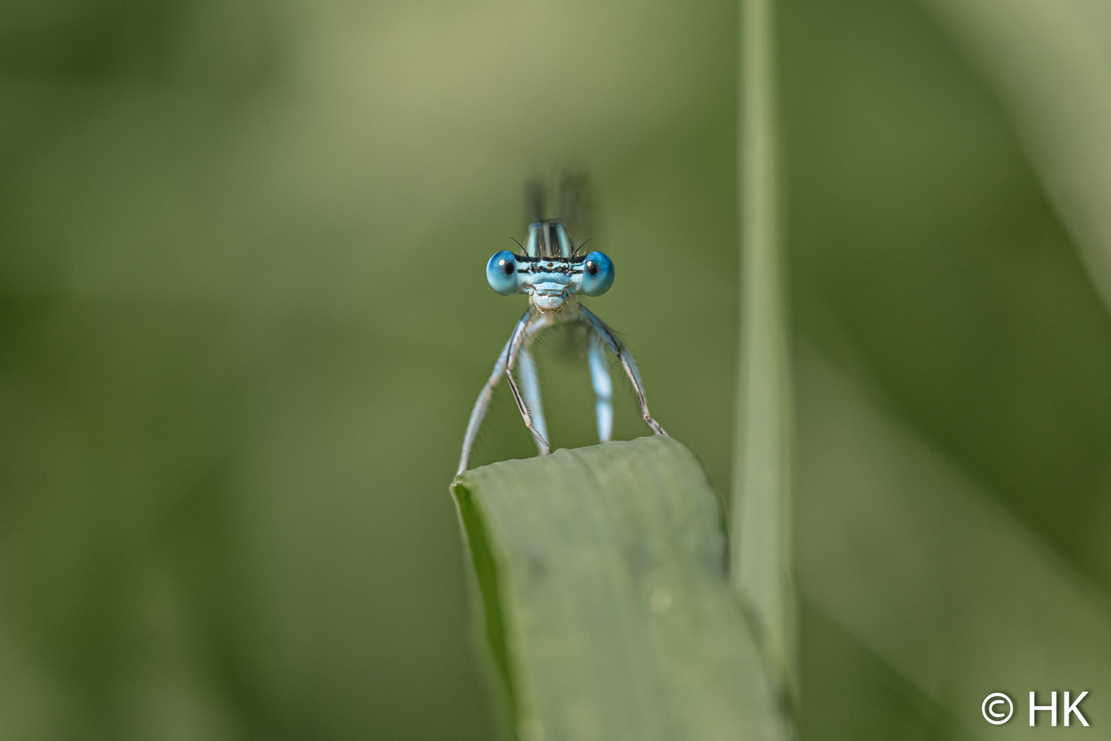 Blue eyes