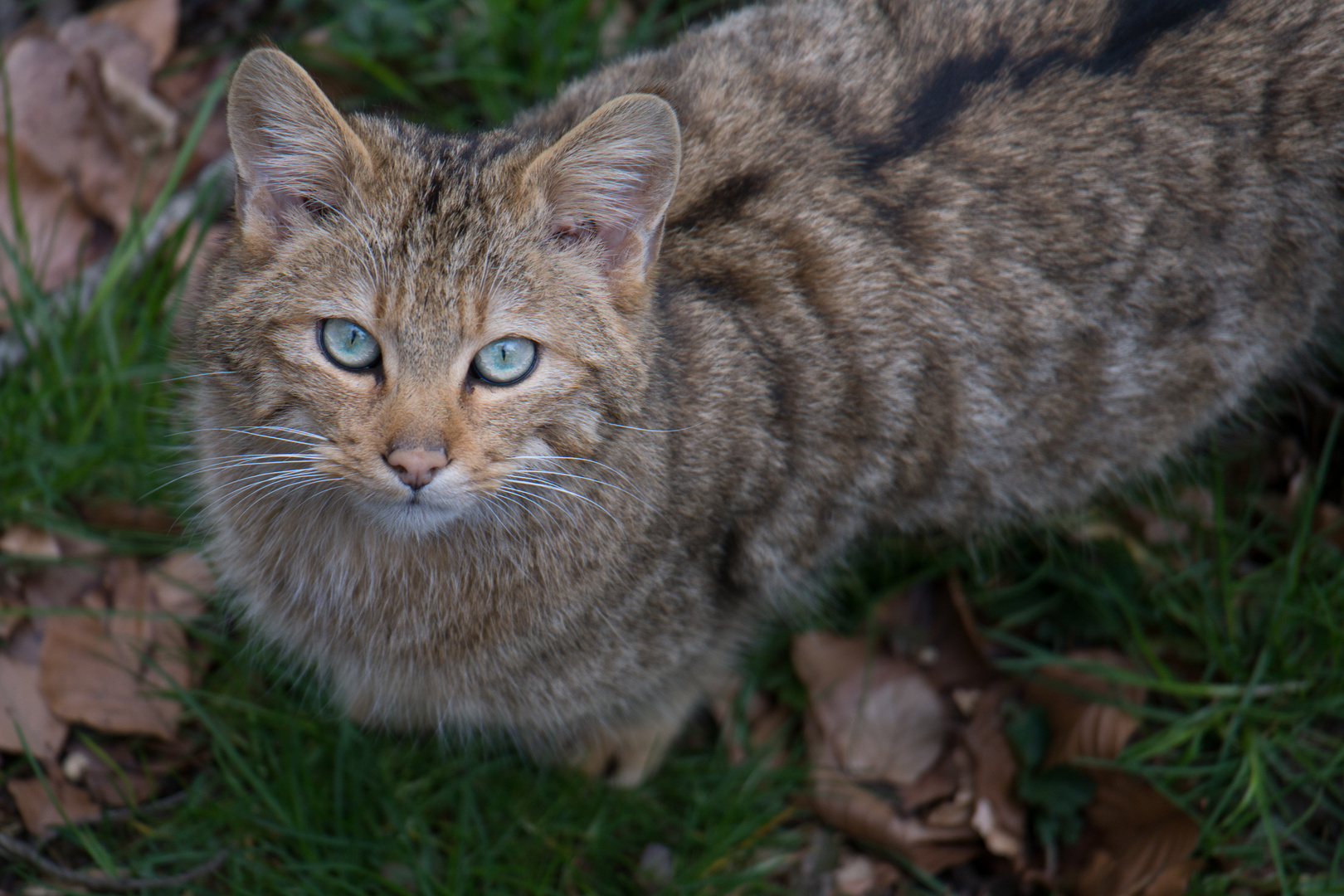 blue eyes