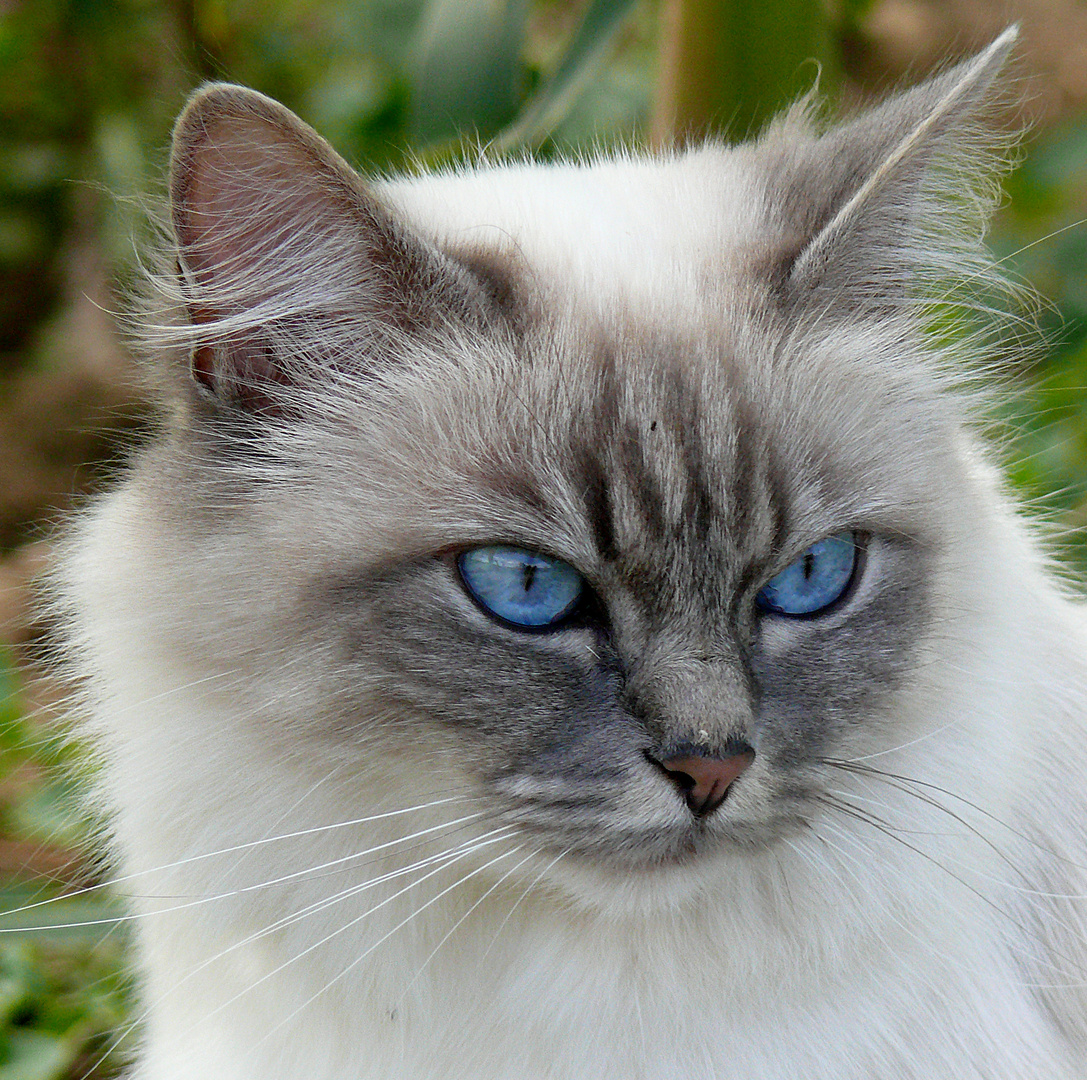 blue eyes