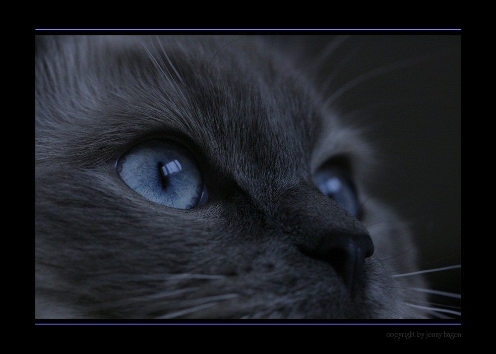 blue eyes