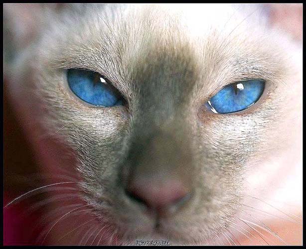 BLUE EYE'S.