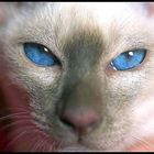 BLUE EYE'S.