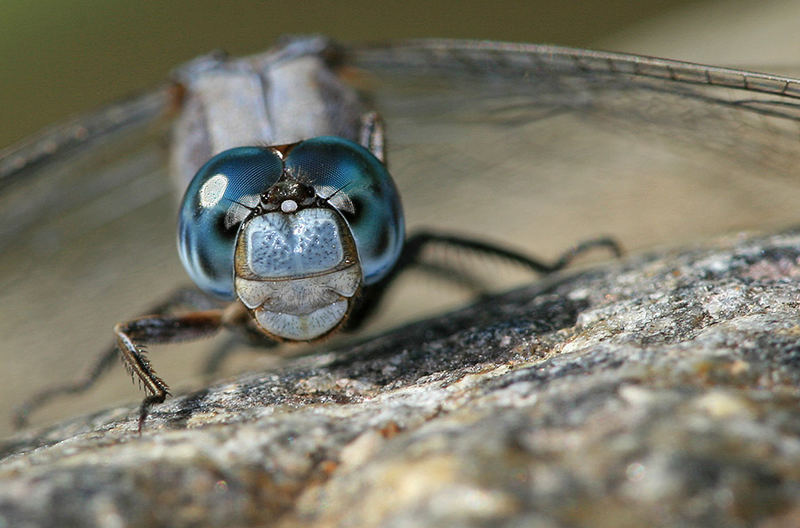 Blue eyes...