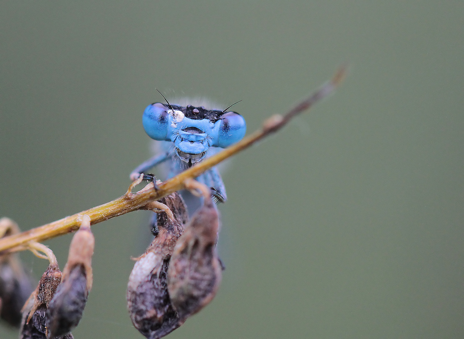 Blue eyes