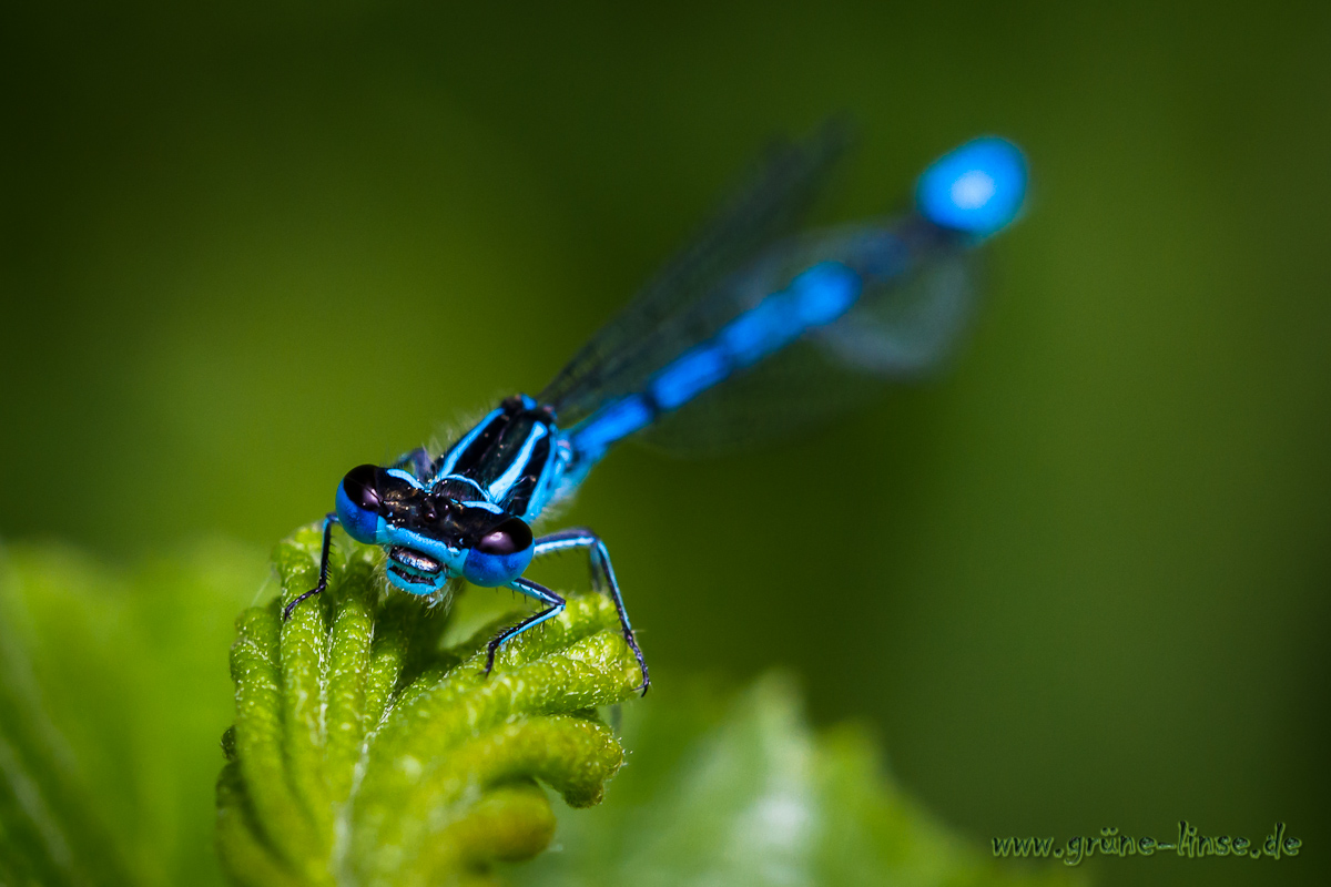 Blue eyes