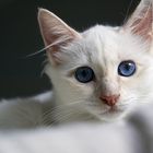 Blue Eyes