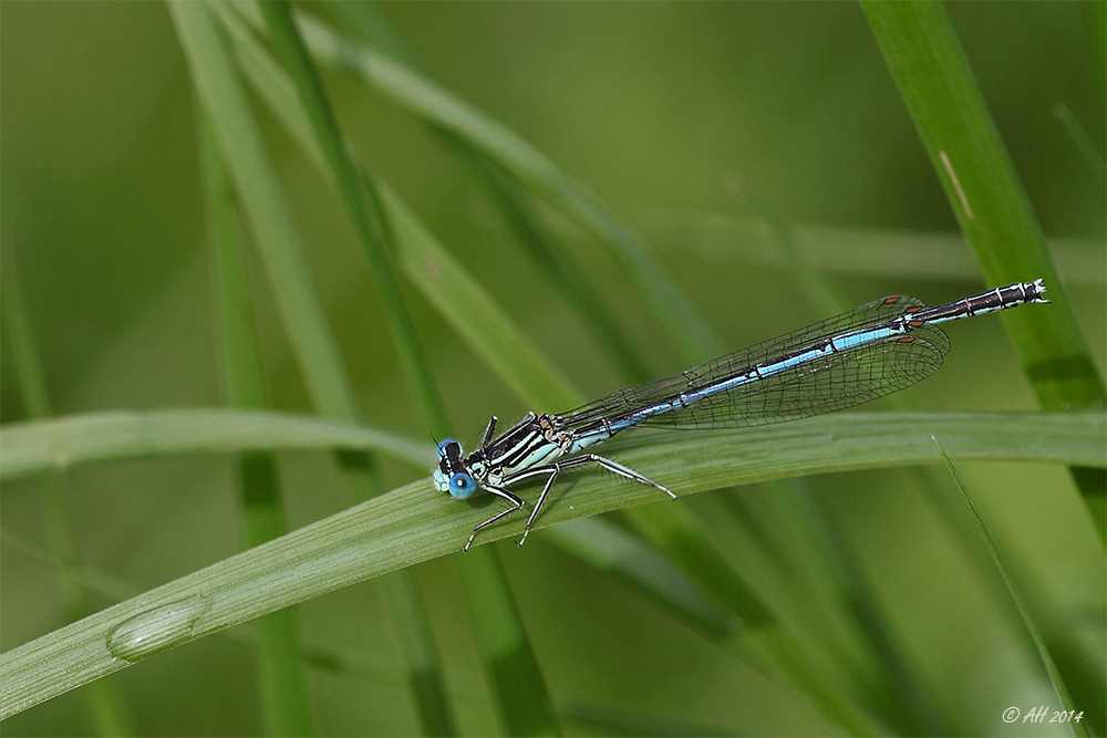 blue eyes